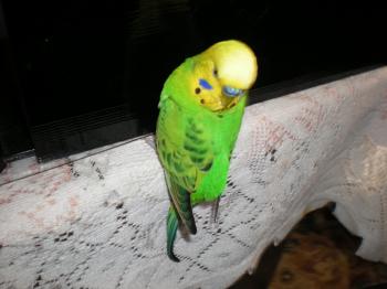 DSCN0739.JPG
