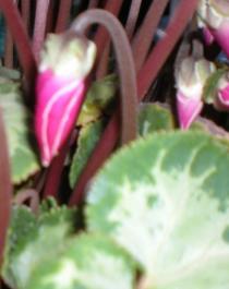 DSCN0795.JPG
