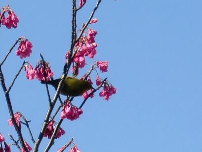 入院散歩花１