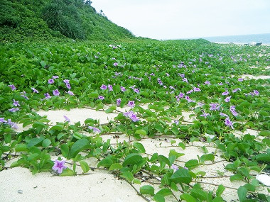 110515_池間_ビーチ_お花.jpg