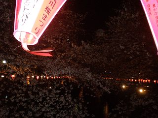 090402_中目_桜揺れる提灯.jpg