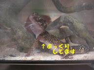 つぎお２.JPG