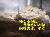 メル２.JPG