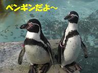 ペンギン.JPG