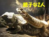 ﾒﾙといくら３.JPG