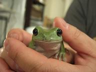カエル.JPG