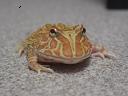 ツノカエル１.JPG
