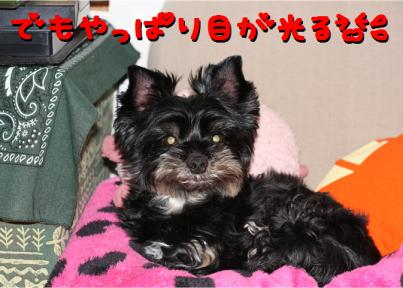 目が光る