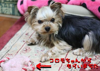 コロモさんより