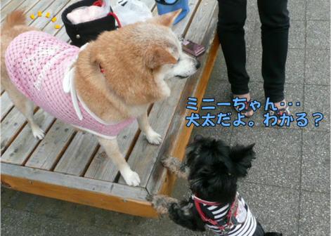 犬太だよ