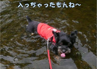 お水に入ったり