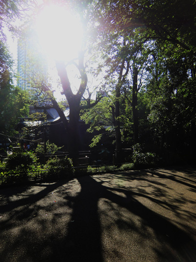 新緑の中央公園☆