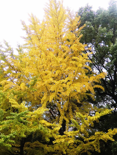 大門～増上寺三門へ～築地塀～三解脱門～銀杏の紅葉☆