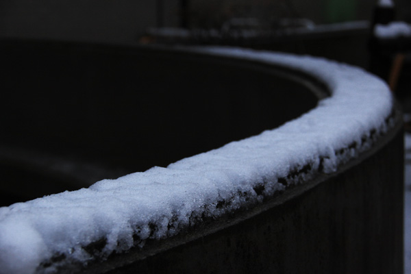 新宿☆雪の日の花達