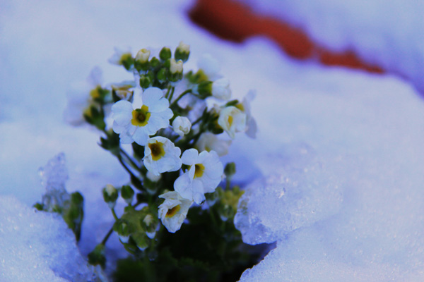新宿☆雪の日の花たち♪