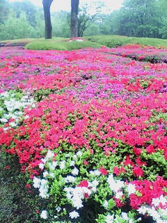 皇居内の躑躅庭園