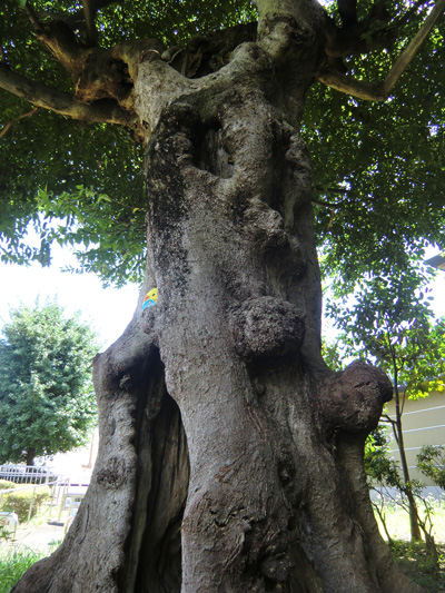上野でＯＦＦ会　韻松亭～不忍池～旧岩崎邸庭園