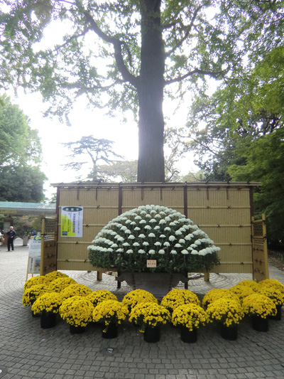 菊花展