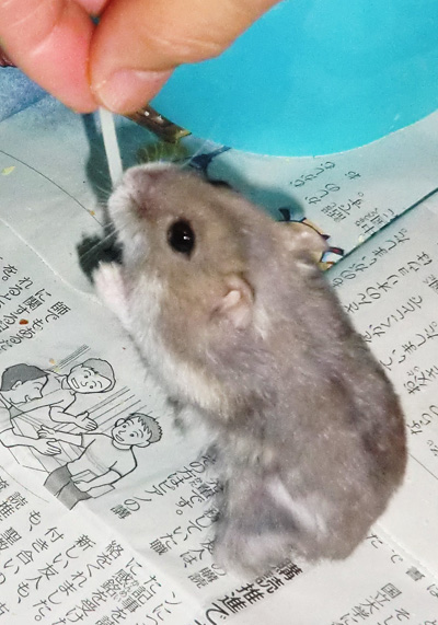 ソ～メンを食べるハムスタ～達