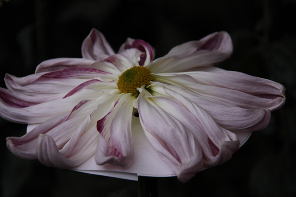 菊花展