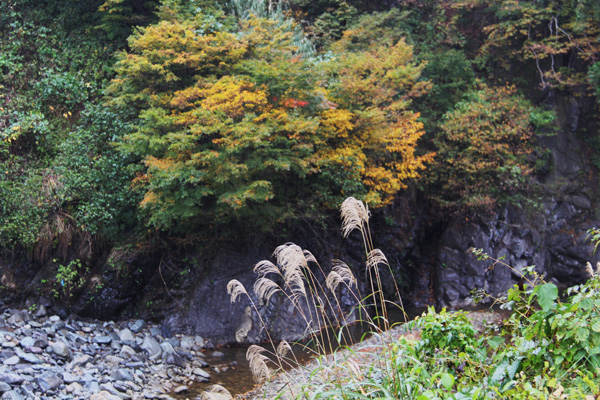 ホテル前の雲海・松之山の棚田・清津狭