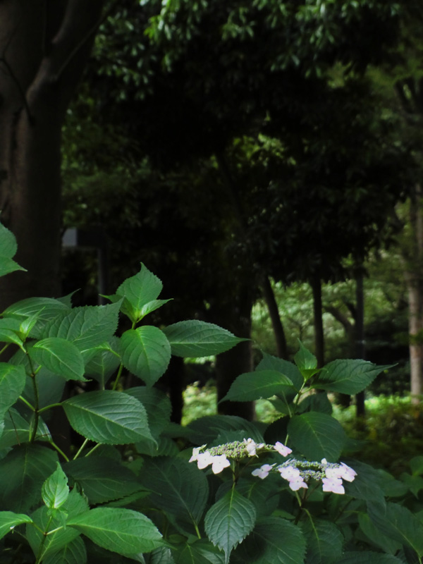 新宿中央公園の花達☆