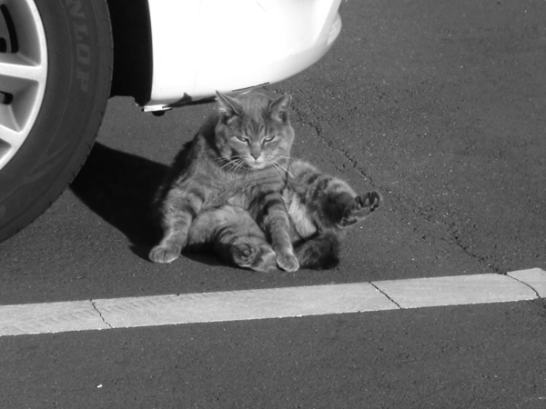 モノクロの猫の写真☆