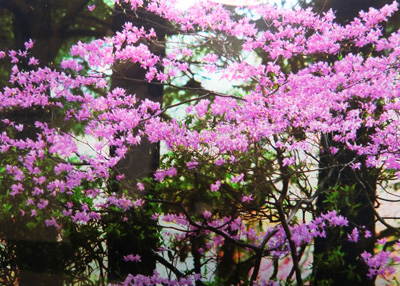 新宿御苑の春（ムラサキツツジ）