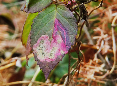 西新宿のビオトープ