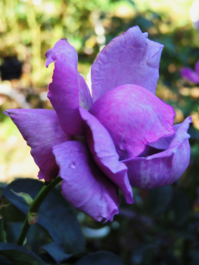 薔薇