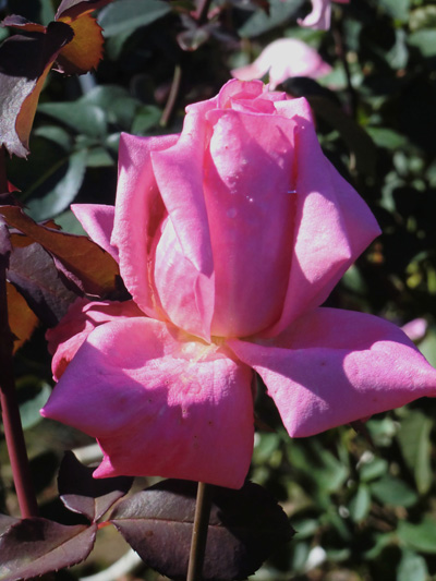 代々木公園の秋の薔薇の紹介