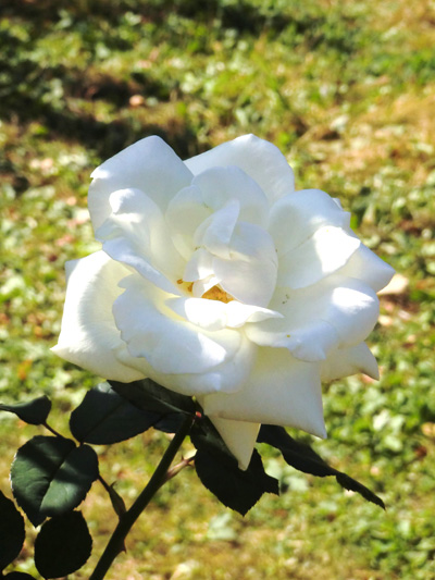 代々木公園の秋の薔薇の紹介