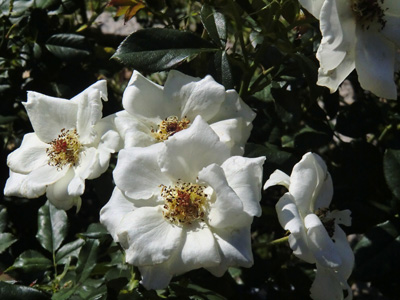 代々木公園の秋の薔薇の紹介