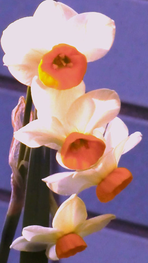 水仙の花 熟男クッキング☆