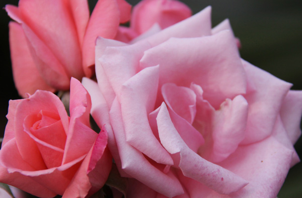 秋の薔薇