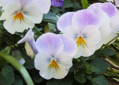 もうすぐ♪～はるですねぇ～♪～