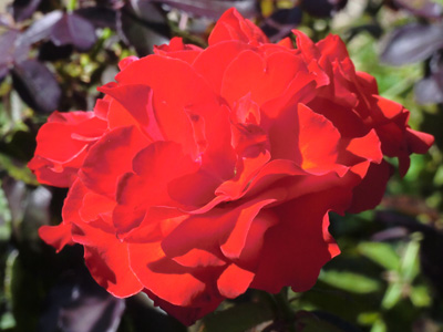 代々木公園の秋の薔薇の紹介