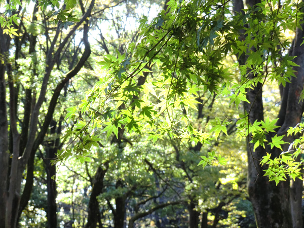 代々木公園へピクニック・薔薇公園・莉緒ちゃんのお散歩