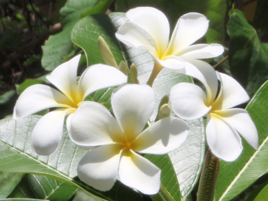 タヒチ ボラボラ島の花 プルメリア 無料写真素材 Local Photo 楽天ブログ