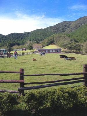 大内山 牧場.jpg