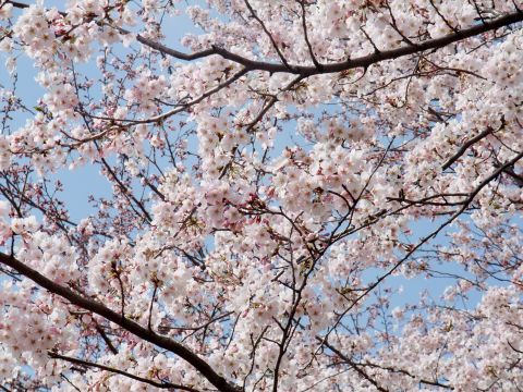 sakura2.jpg