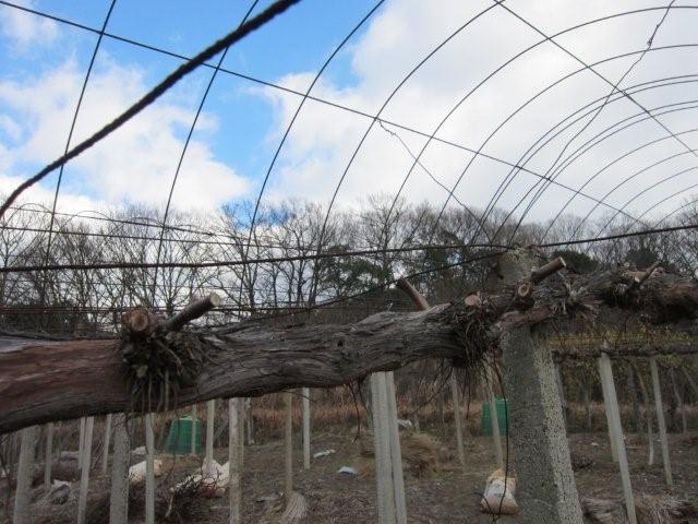 電子メールで送信: IMG_0717