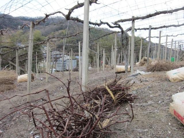 電子メールで送信: IMG_0719