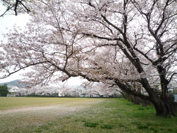 sakura2011