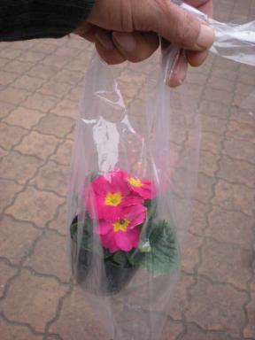 ピンクのお花