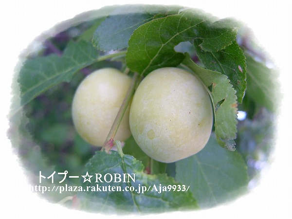 トイプー☆ROBIN