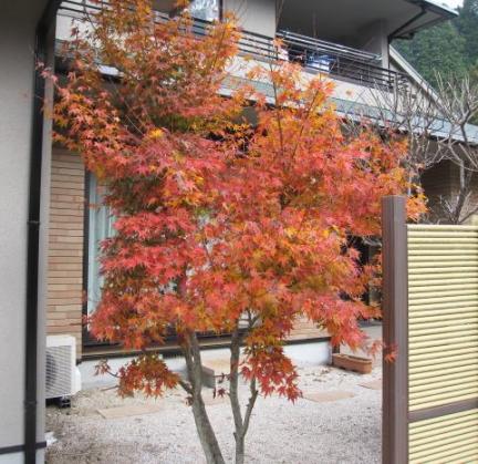 紅葉その２の２