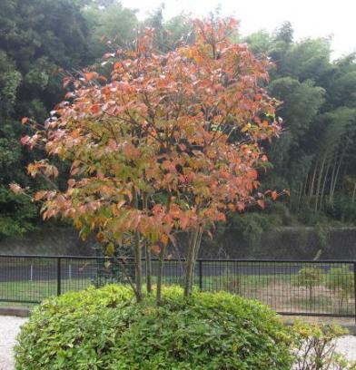 紅葉その２の３