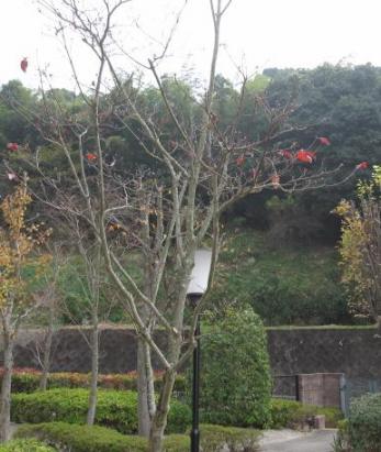 紅葉その２の４