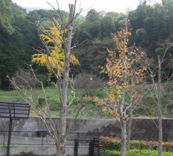 紅葉その２の５